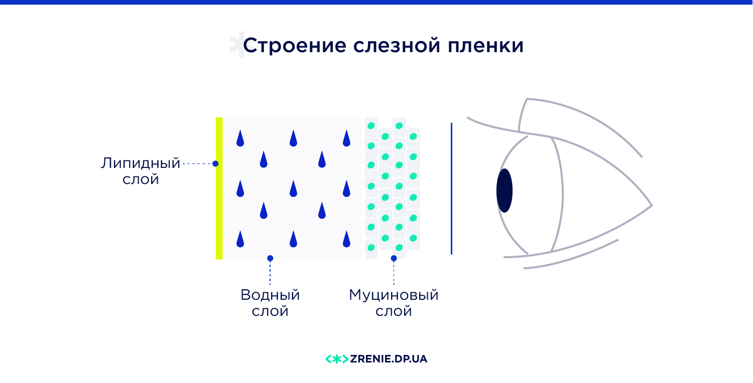 Строение слезной пленки